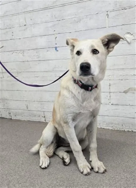 A baby medium-sized female German Shepherd Dog dog named Agatha for adoption in San Bernardino, CA