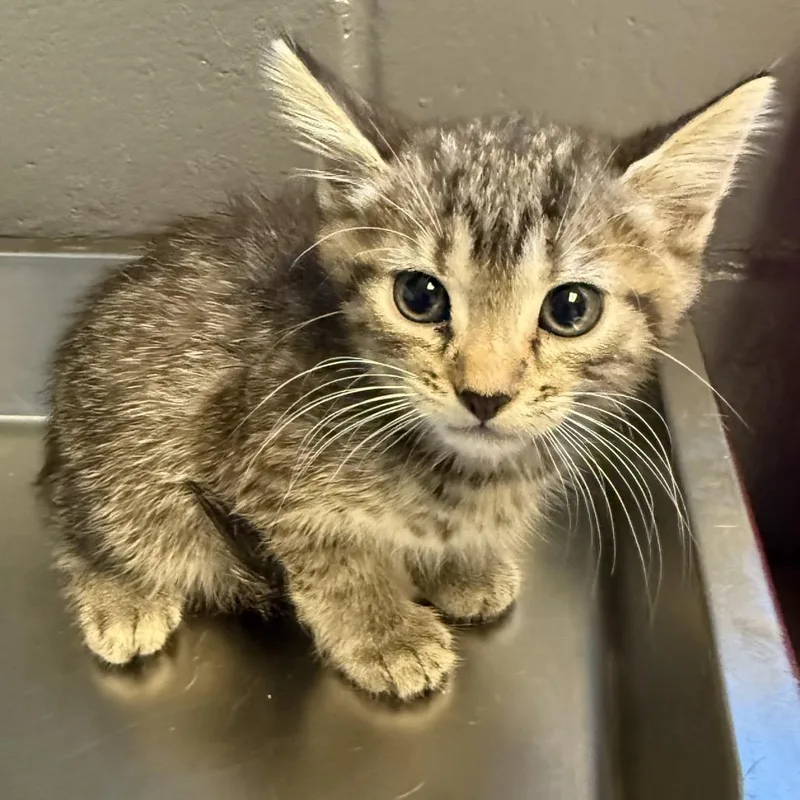 A baby small-sized male Gray / Blue / Silver Domestic Short Hair cat named TUSCStray__ for adoption in Tuscaloosa, AL