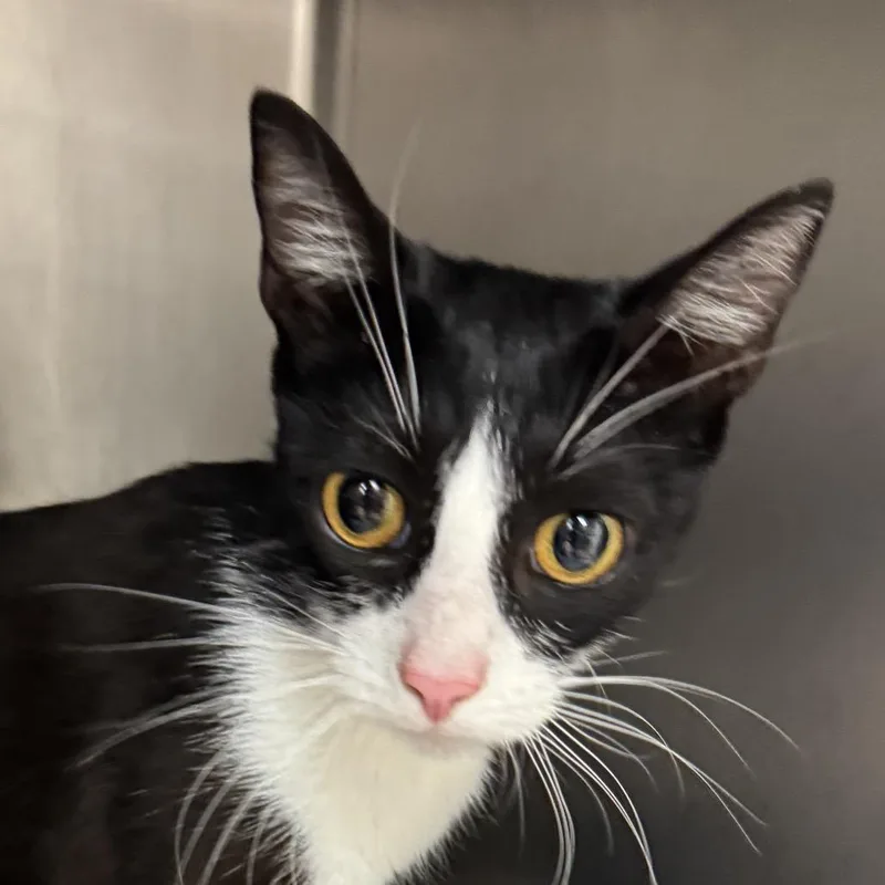 An adult medium-sized female Black Domestic Short Hair cat named Golden Eagle for adoption in Santa Barbara, CA