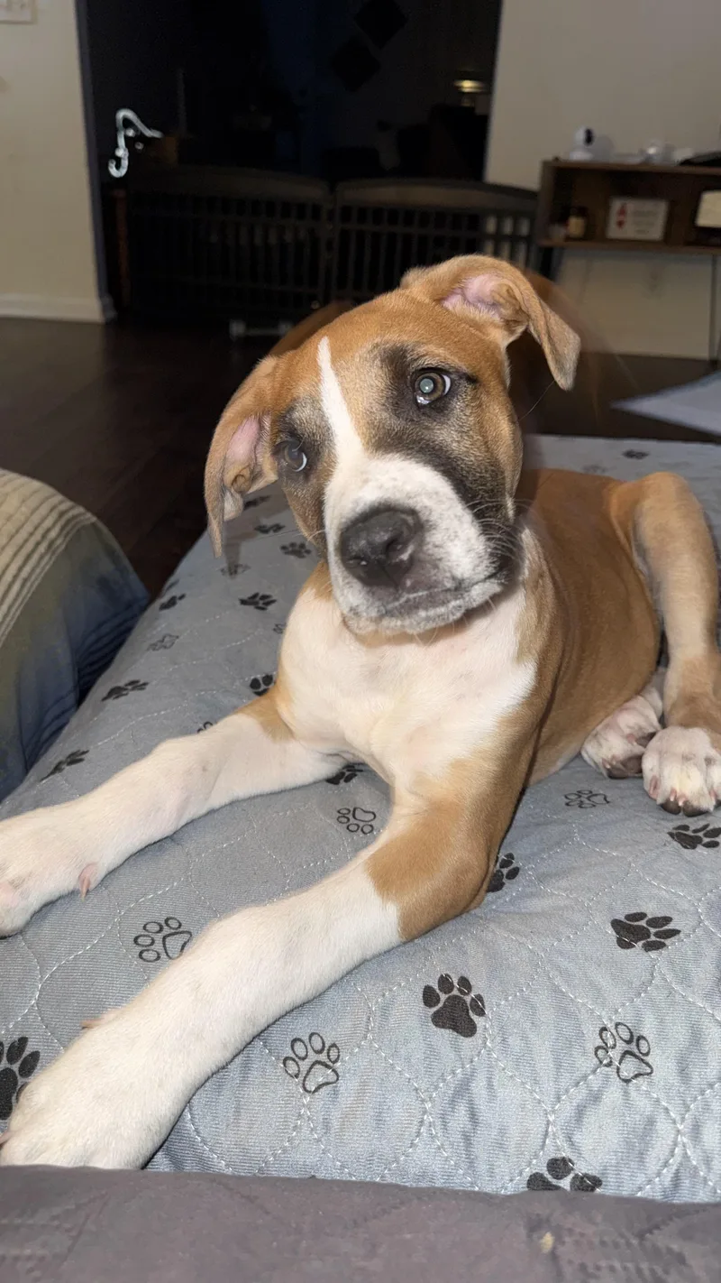 Mahogany "hoggy" thumbnail 2