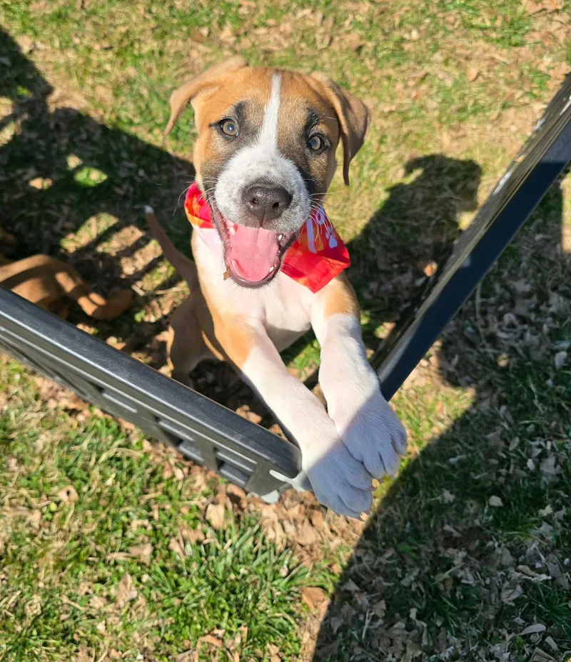 Mahogany "hoggy" thumbnail 3