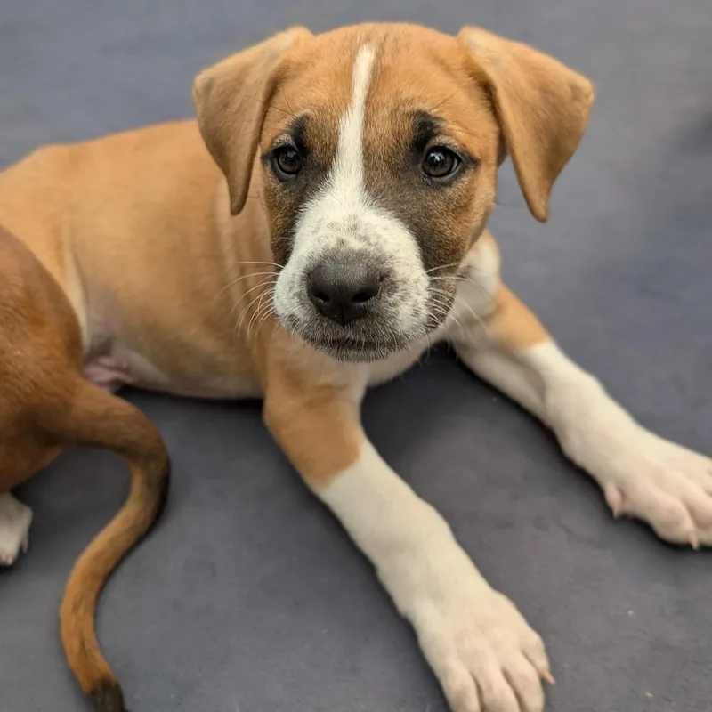 Mahogany "hoggy" thumbnail 4