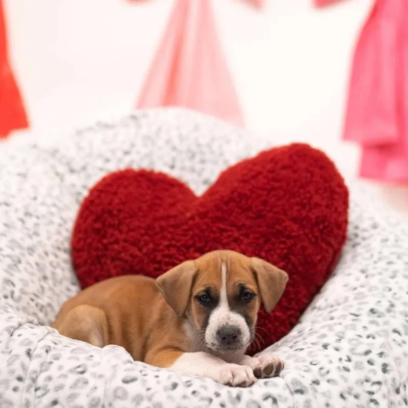 Mahogany "hoggy" thumbnail 5