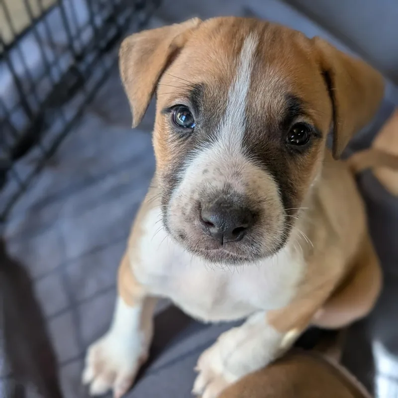 Mahogany "hoggy" thumbnail 6