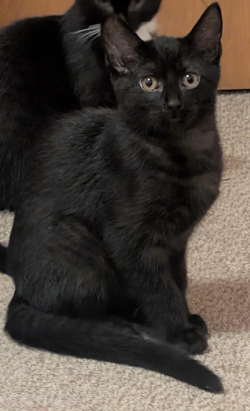 A baby medium-sized male Black Domestic Short Hair cat named Morgan for adoption in Tomah, WI