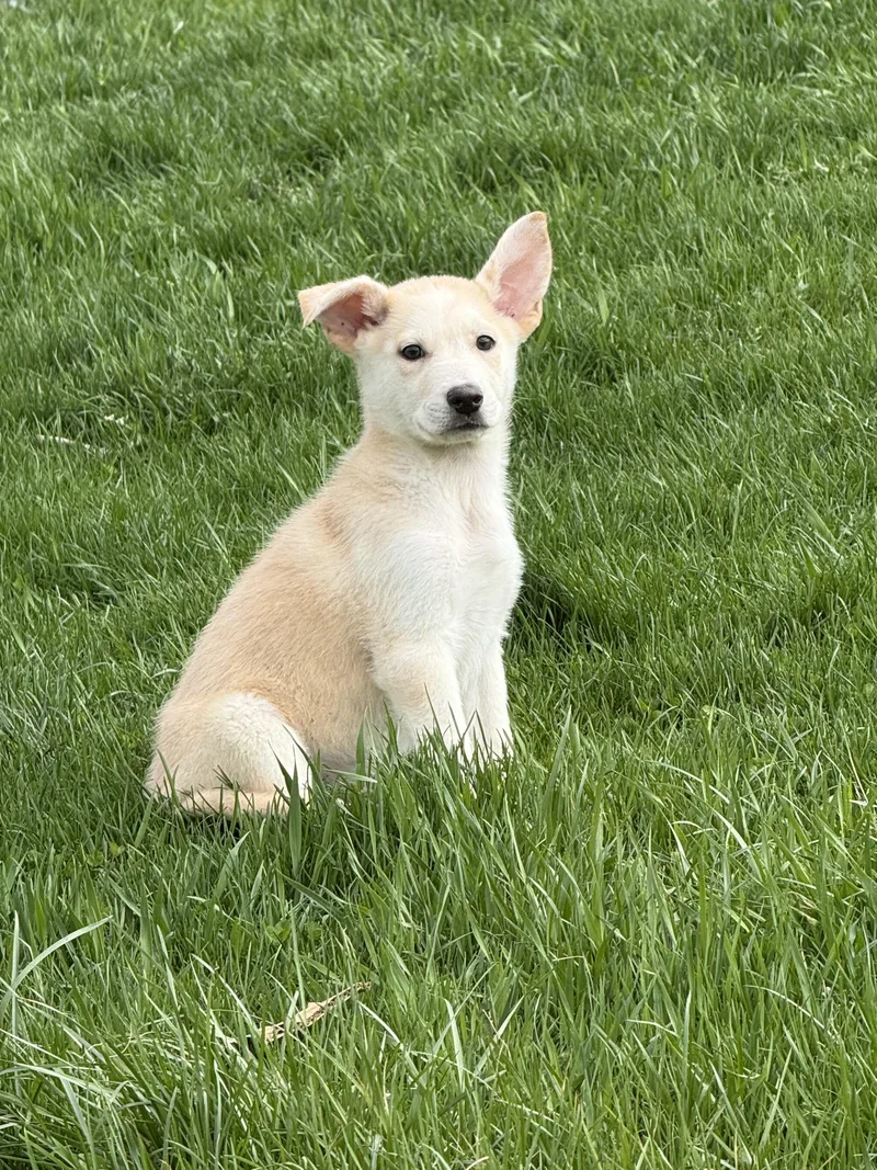 A baby large-sized male German Shepherd Dog dog named Douglas for adoption in Iron Ridge, WI