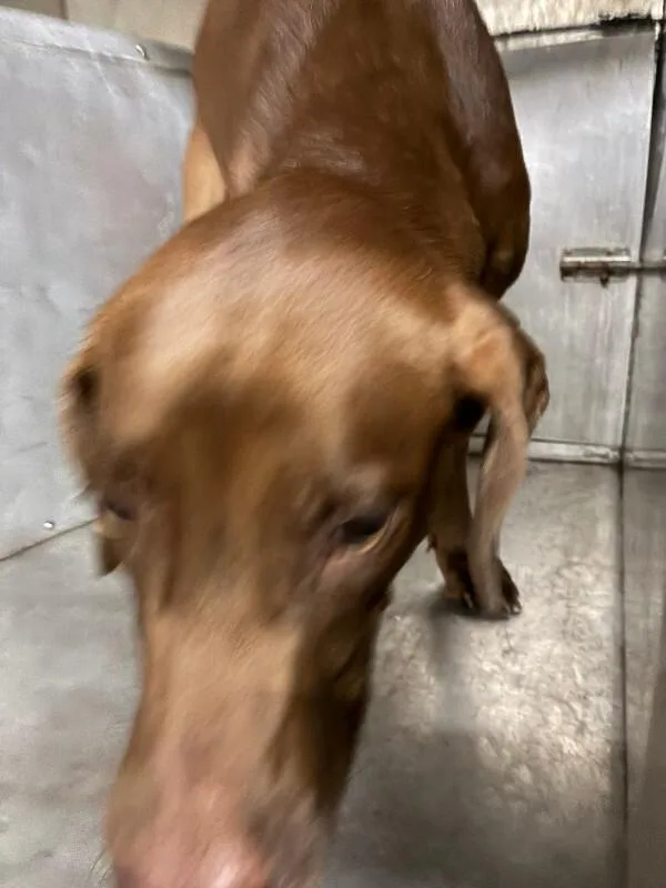 An adult medium-sized female Brown / Chocolate Labrador Retriever dog named Fona for adoption in Mobile, AL