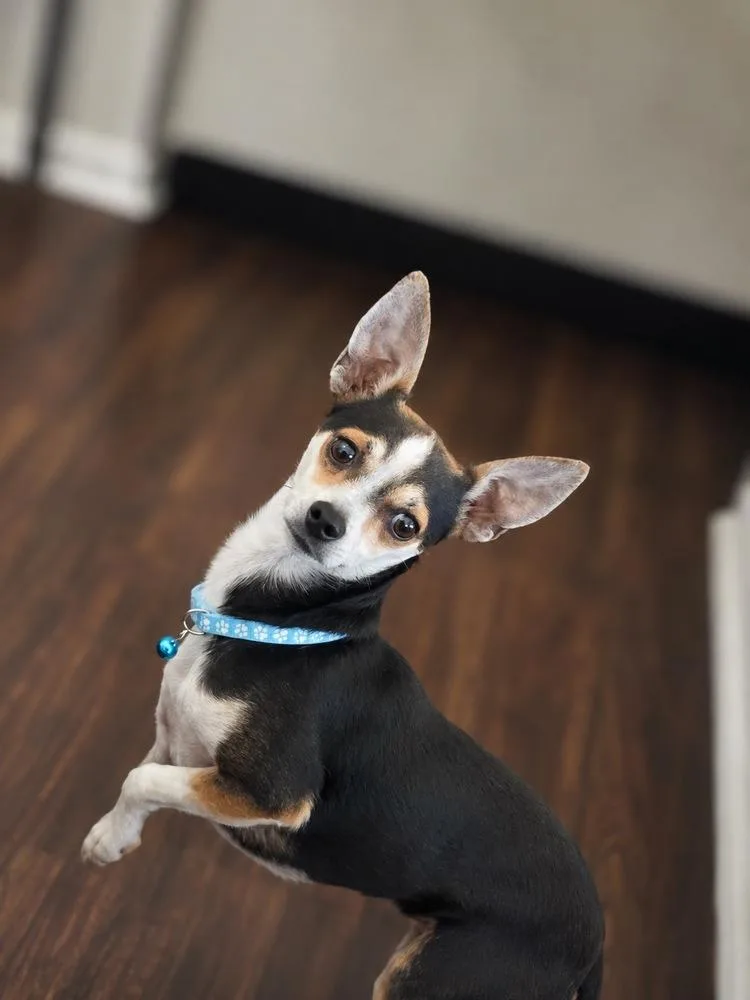 Gus