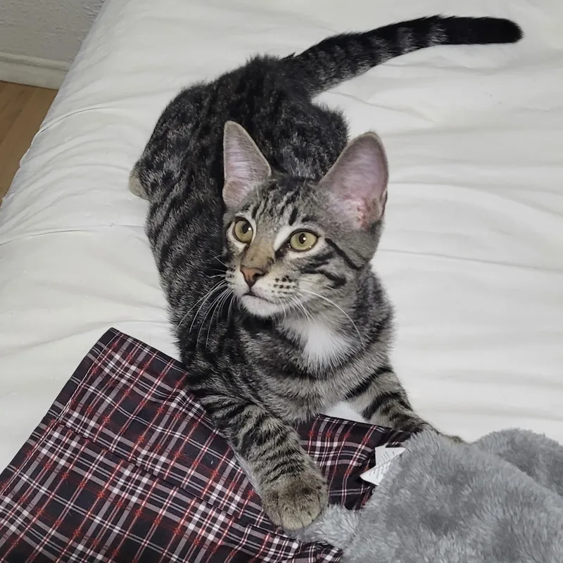 A baby small-sized male Tabby (Gray / Blue / Silver) Domestic Short Hair cat named Felix for adoption in Liverpool, TX