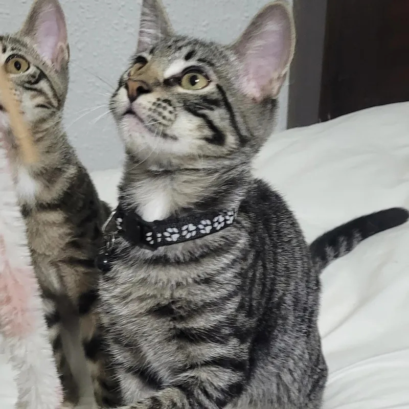 Felix thumbnail 5