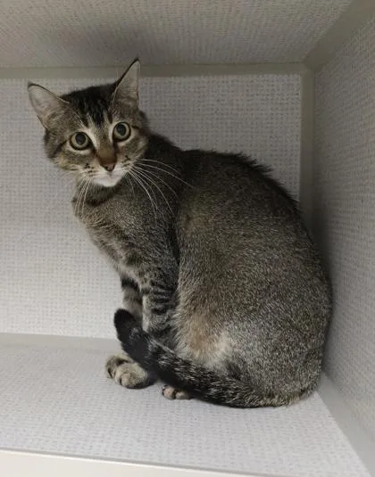 A young medium-sized female Domestic Short Hair cat named Tillie for adoption in East Brookfield, MA
