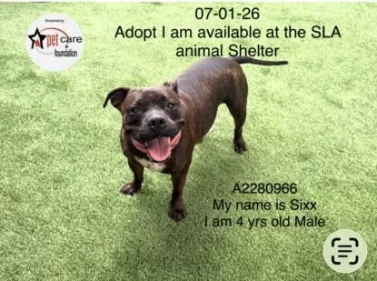 An adult large-sized female American Staffordshire Terrier dog named Sixx for adoption in Los Angeles, CA