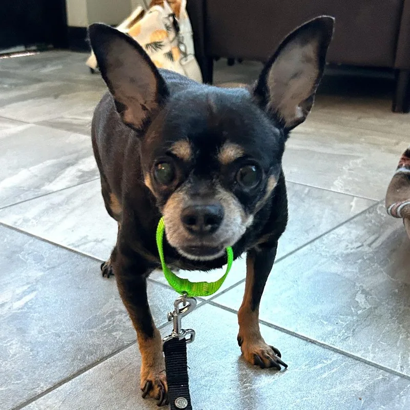 A senior small-sized male Chihuahua dog named Boba for adoption in Las Vegas, NV