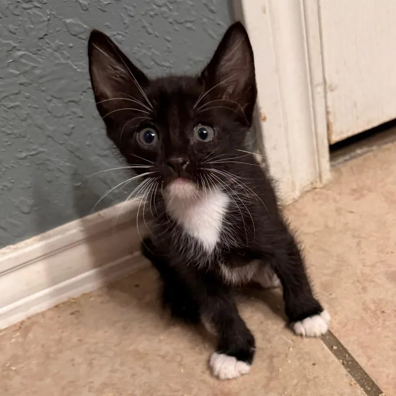 A baby small-sized female Black Domestic Short Hair cat named Early Bird Gets The for adoption in Boerne, TX