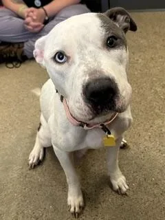 A young medium-sized female White / Cream Pit Bull Terrier dog named Dahlia for adoption in Cleveland, OH