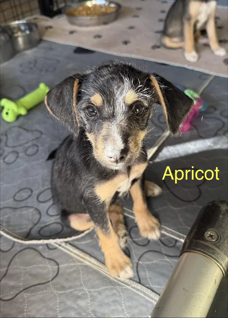 Apricot thumbnail 2