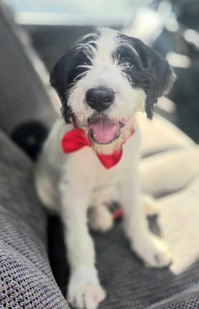 A baby medium-sized male Terrier dog named Scruffy for adoption in Gilbert, SC