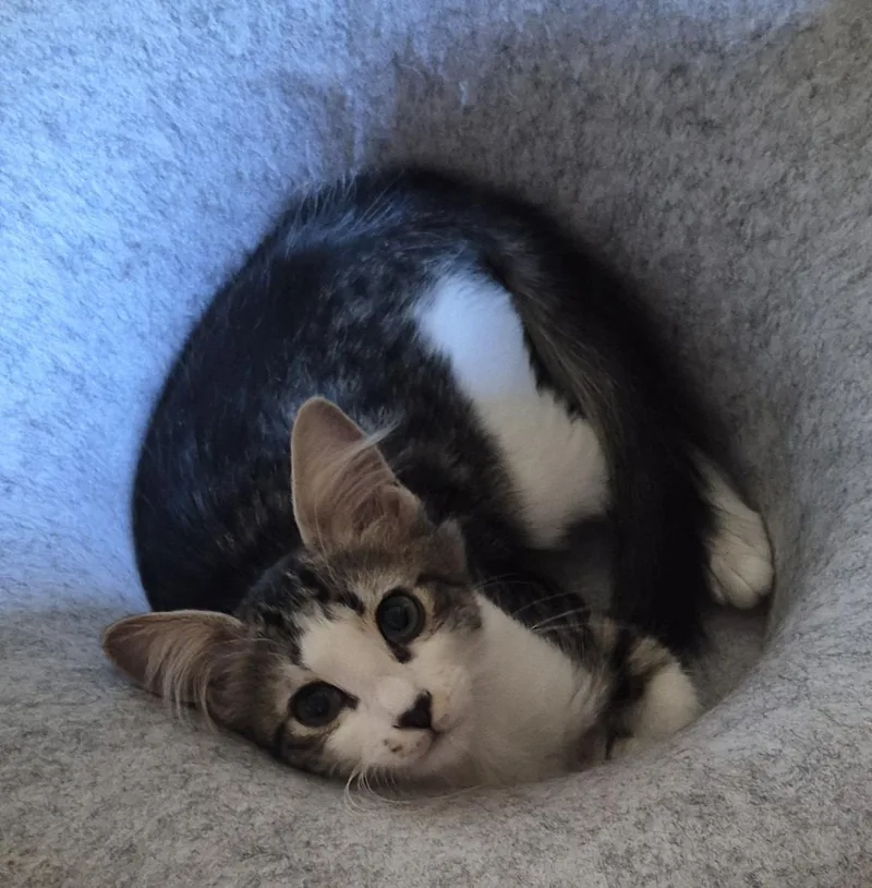 A baby medium-sized female Tabby (Brown / Chocolate) Domestic Medium Hair cat named Bella for adoption in Los Angeles, CA