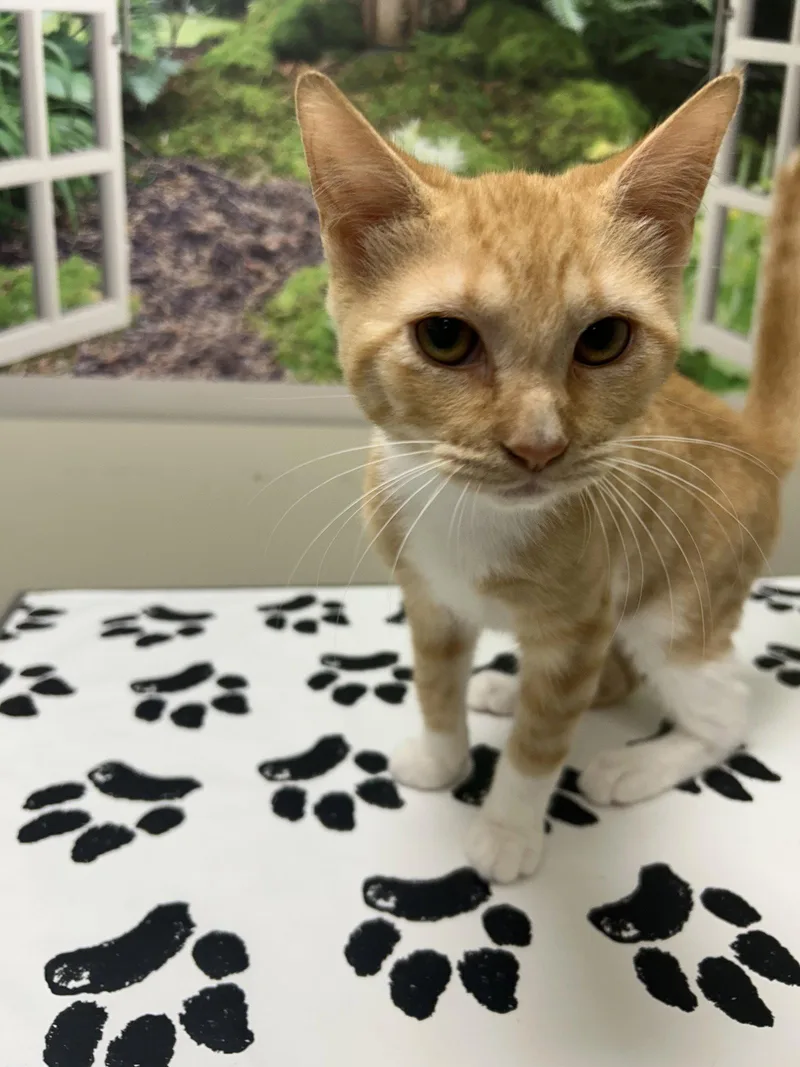 A baby medium-sized male Orange / Red Domestic Short Hair cat named Trooper for adoption in Lancaster, PA