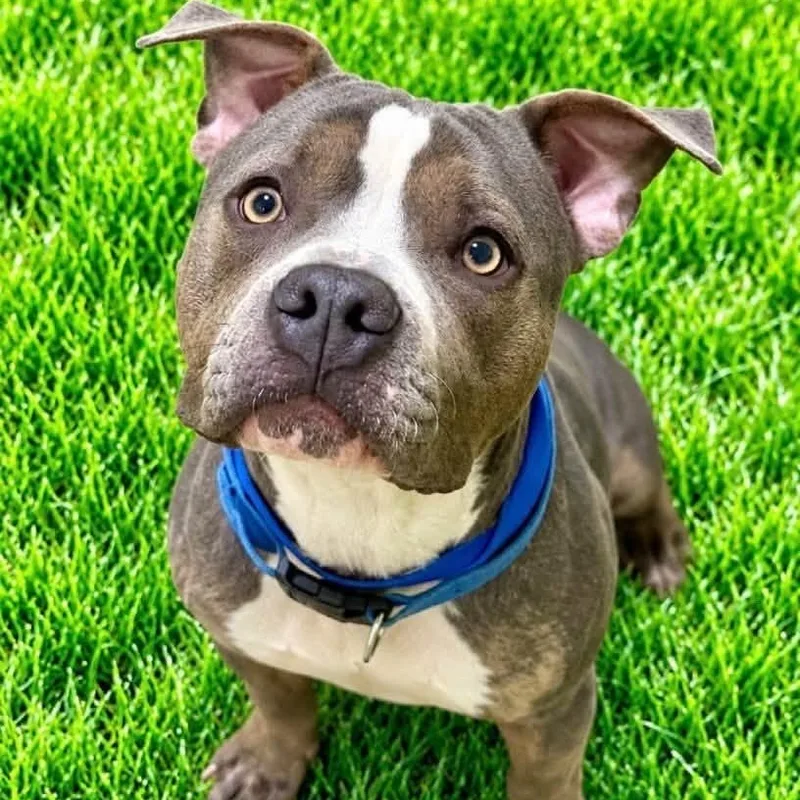A young medium-sized male Tricolor (Brown, Black, & White) Pit Bull Terrier dog named Neo for adoption in Battle Creek, MI