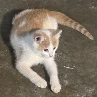 A baby small-sized female White Domestic Short Hair cat named Goldie for adoption in Rochester, MN