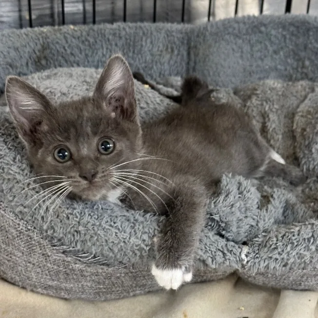 White Paws thumbnail 2