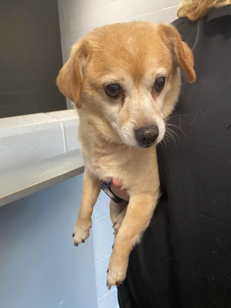 A senior small-sized male Beagle dog named Big Guy for adoption in Troy, OH