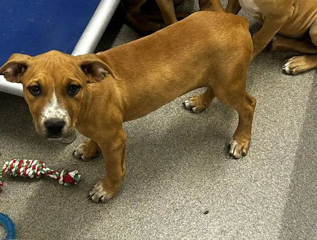 A young medium-sized female Terrier dog named Gigi mo for adoption in Sterling, MA