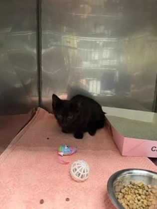 A baby small-sized female Domestic Short Hair cat named Disco Ball for adoption in Fishers, IN