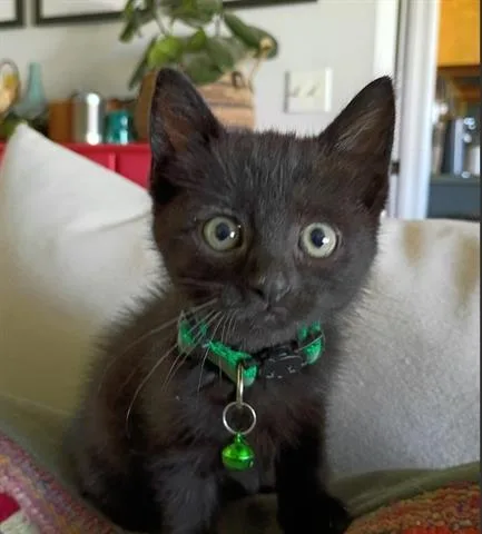A baby small-sized male Domestic Short Hair cat named Ghee for adoption in San Martin, CA