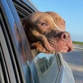 An adult medium-sized female Red / Chestnut / Orange Pit Bull Terrier dog named Ginger for adoption in Dripping Springs, TX