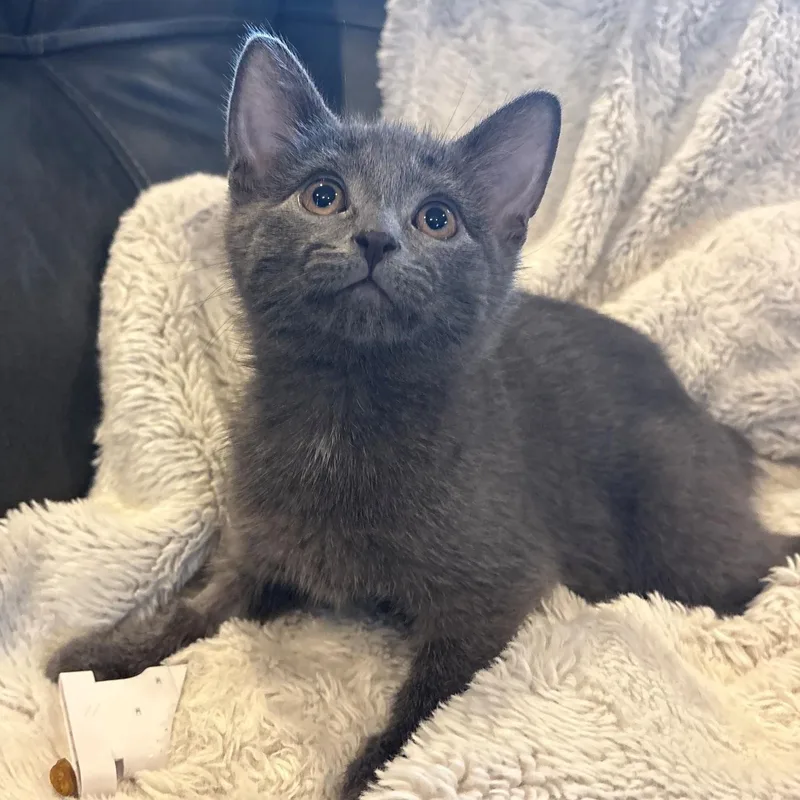 A baby small-sized female Russian Blue cat named Louise for adoption in Columbus, OH