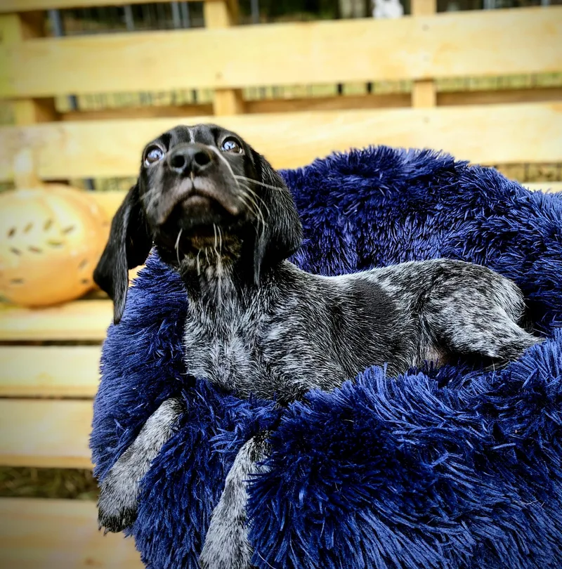 A baby medium-sized female German Shorthaired Pointer dog named Meowth for adoption in Ellaville, GA