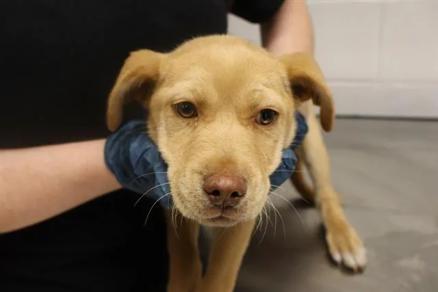 A baby small-sized male Mixed Breed dog named Doc for adoption in Columbia, SC