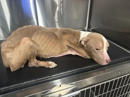 An adult medium-sized female Mixed Breed dog named Frazzle for adoption in West Chester, PA