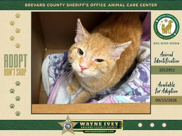 A young small-sized male Domestic Short Hair cat named Chester for adoption in Melbourne, FL