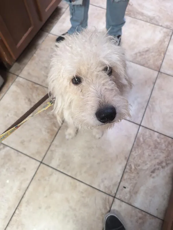 An adult large-sized male Golden Mixed Breed dog named Scarecrow for adoption in Cincinnati, OH