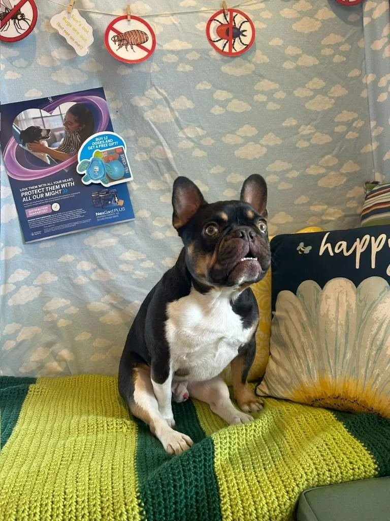 An adult small-sized male French Bulldog dog named Floyd for adoption in Reno, NV