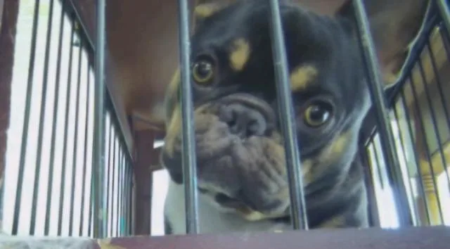 Floyd thumbnail 6