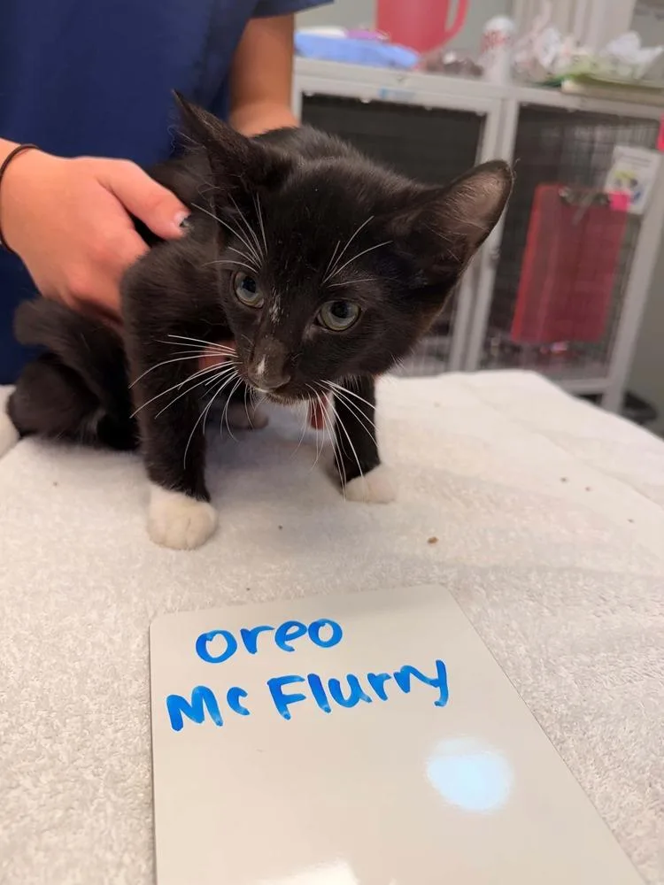 A baby small-sized male Black & White / Tuxedo Domestic Short Hair cat named Oreo McFlurry for adoption in Vancouver, WA