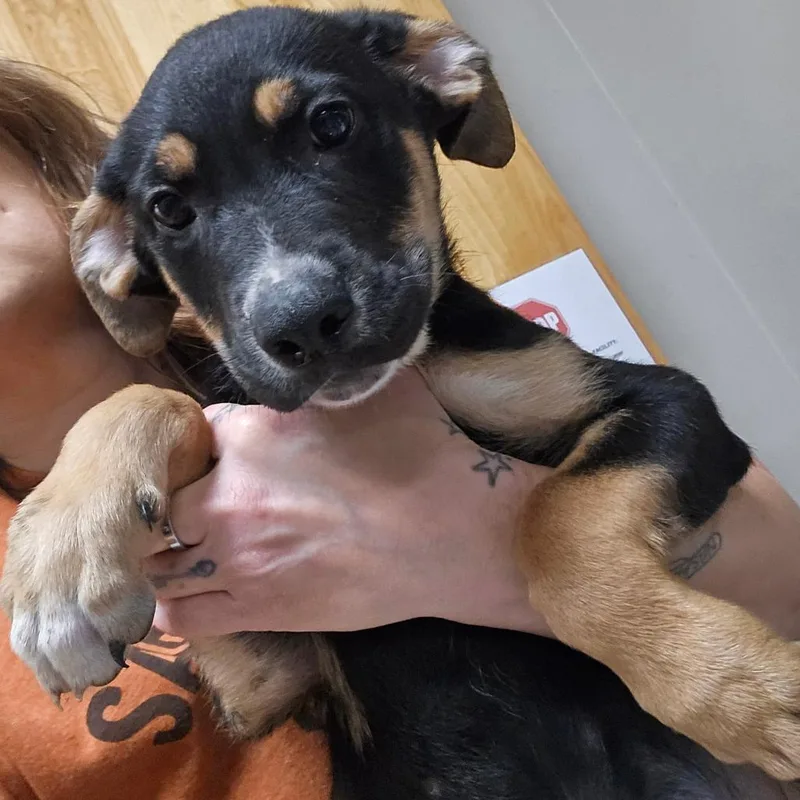 Louis  U thumbnail 2