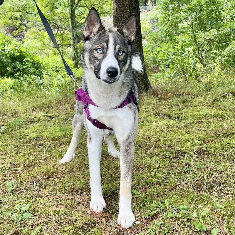 A young medium-sized male Gray / Blue / Silver Husky dog named Rex for adoption in East Hampton, NY