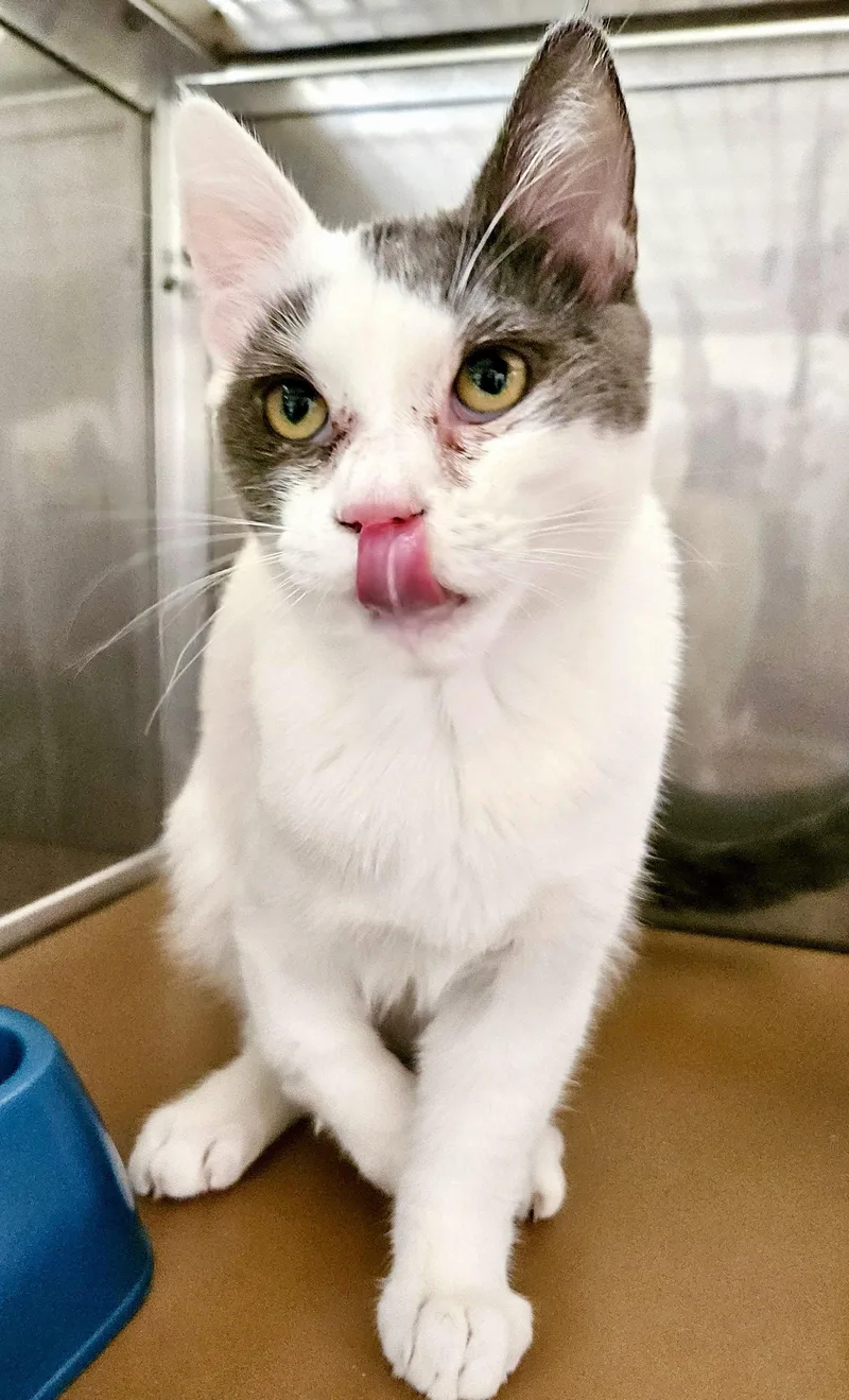 A baby medium-sized male White Domestic Short Hair cat named Raja for adoption in Oakland, CA