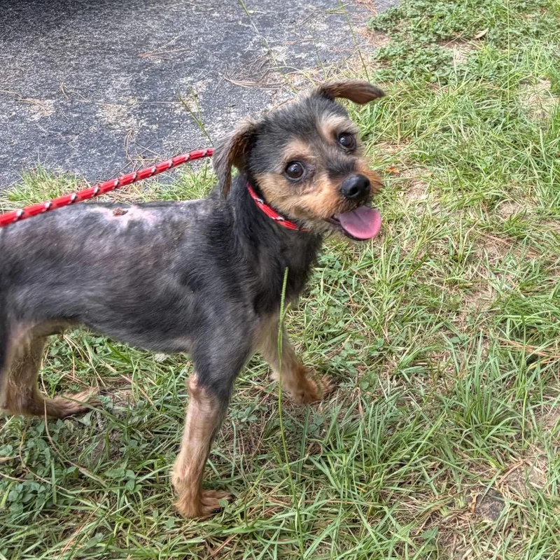 An adult small-sized male Brown / Chocolate Yorkshire Terrier dog named Scrappy Dan for adoption in Houston, TX