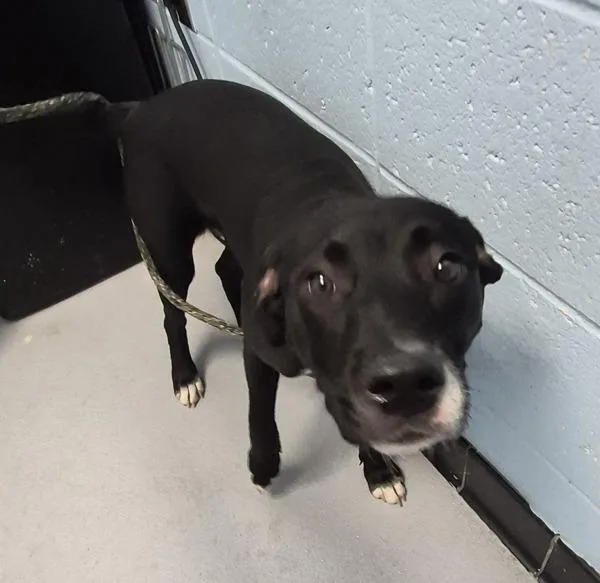 A young small-sized female Labrador Retriever dog named Pen Shelly for adoption in Lawrenceville, GA