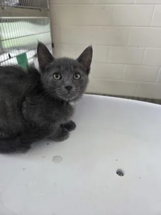 A baby small-sized male Domestic Short Hair cat named Luigi for adoption in Westland, MI