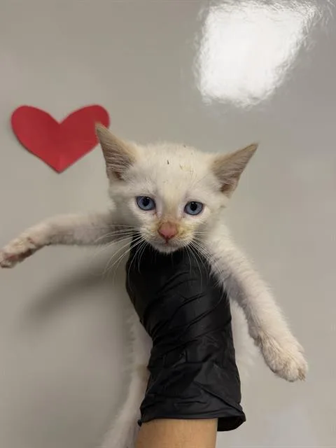 A baby small-sized male Domestic Short Hair cat named Snow for adoption in Ontario, CA