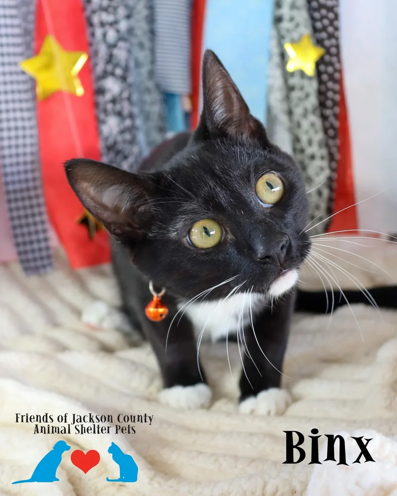 A baby small-sized male Black & White / Tuxedo Domestic Short Hair cat named Binx for adoption in Ocean Springs, MS