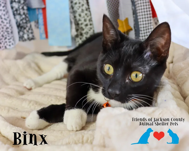 Binx thumbnail 2