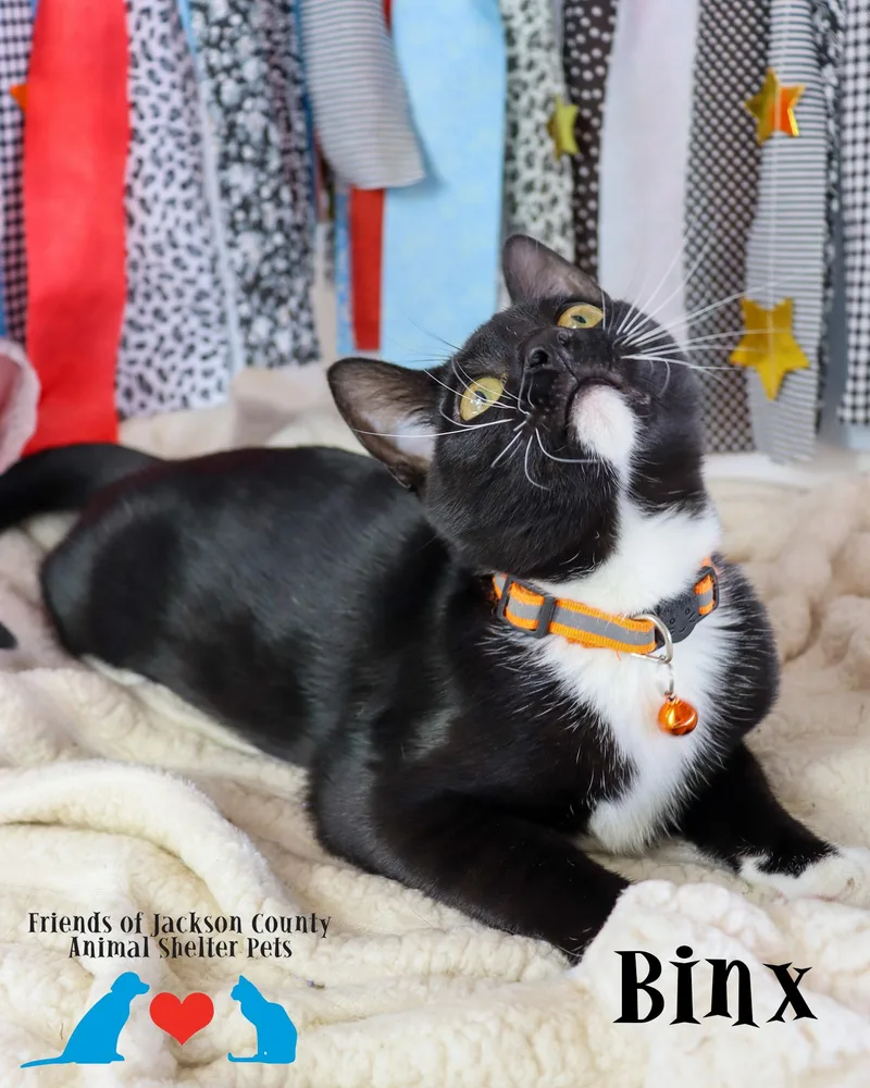 Binx thumbnail 3